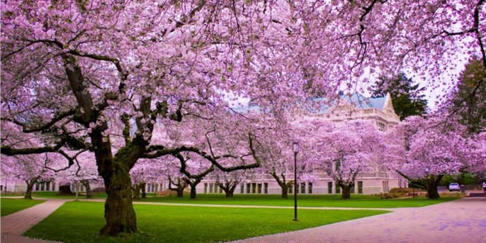 1600x1067 Cherry Blossom Desktop Wallpapers