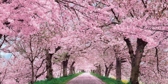 1920x1080 Cherry Blossom HD Wallpaper (71+ images)