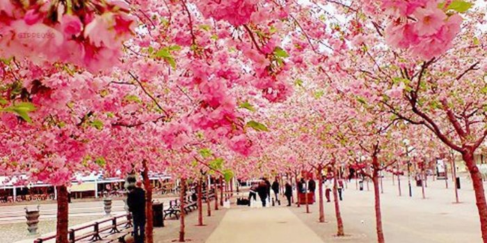 1024x768 46+] Free Cherry Blossom Wallpaper on WallpaperSafari