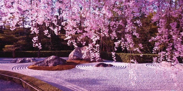 1920x1080 Cherry Blossom Desktop Wallpapers