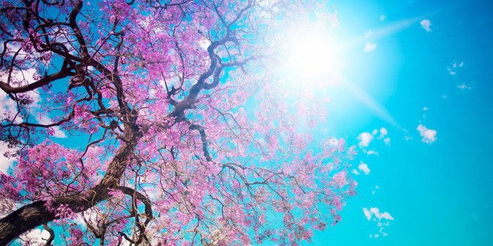 1920x1080 428918 1920x1080 cherry blossom desktop wallpaper pictures free JPG