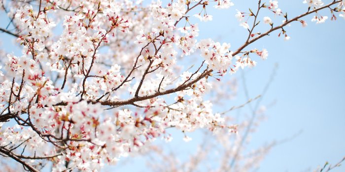 2560x1440 Cherry Blossom Desktop Wallpapers - Top Free Cherry Blossom Desktop