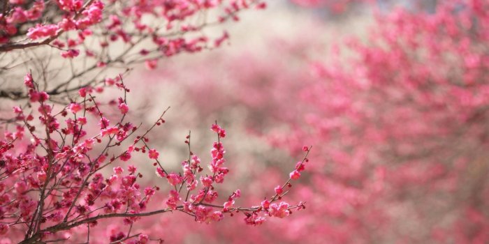 2000x1333 Sakura Cherry Blossom ❤ 4K HD Desktop Wallpaper for 4K Ultra HD TV