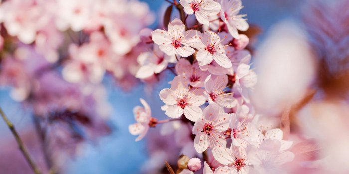 1920x1080 cherry blossom wallpaper home. Cherry Blossom Computer Wallpapers