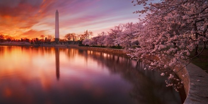 1600x1067 Cherry Blossom Tree Desktop Wallpaper - THIS Wallpaper