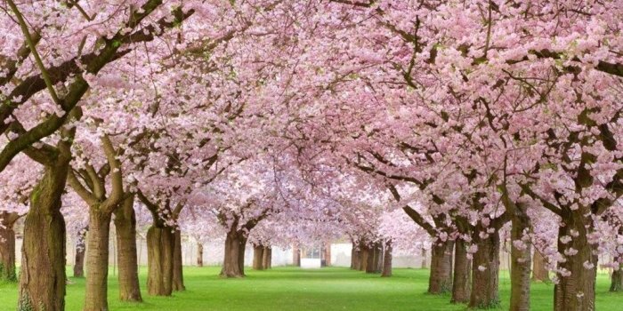 1024x819 1280x1024 Cherry Blossoms Forest & Grass Desktop PC And Mac