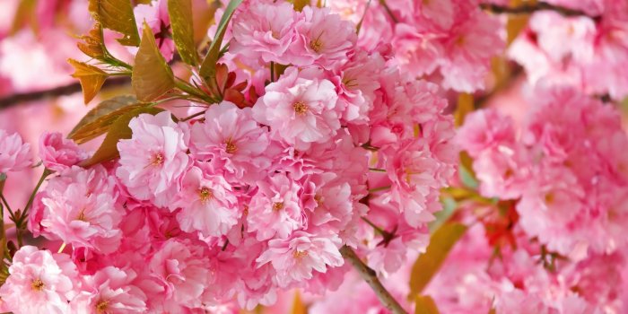 1920x1080 Cute Cherry Blossom Wallpaper Deskto HD Wallpaper, Background Images