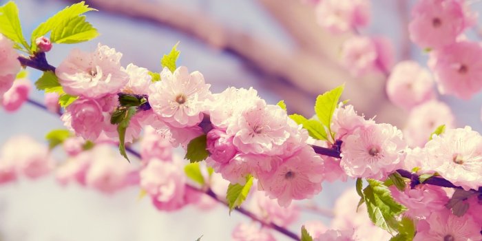 1920x1080 Cherry Blossom Backgrounds