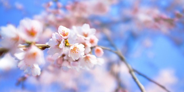 1920x1080 Beautiful cherry blossom desktop wallpapers - WallpaperAsk