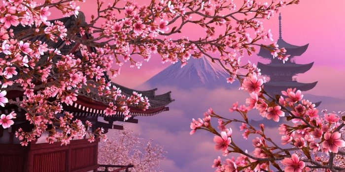 1280x720 10 Top Cherry Blossoms Desktop Wallpaper FULL HD 1080p For PC