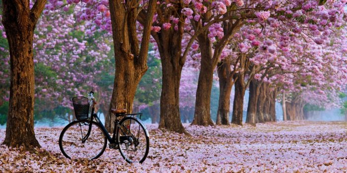 2560x1600 Cherry Blossom HD Wallpaper (71+ images)