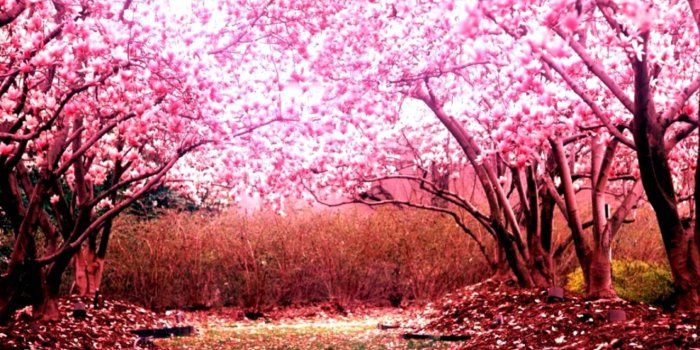 1324x846 Cherry Blossom Wallpaper Desktop 1920X1080 | Amazing Wallpapers