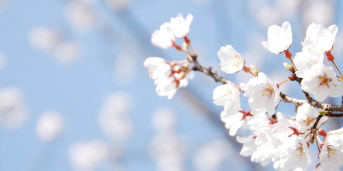 2560x1920 Cherry Blossom Desktop Wallpapers (81+ background pictures)