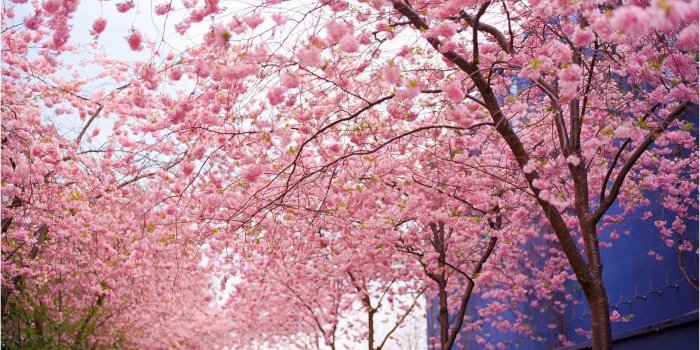 1920x1200 Cherry Blossom Backgrounds (61+ pictures)