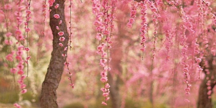 1920x1080 Cherry Blossom Hd Wallpaper (38+ images) on Genchi.info