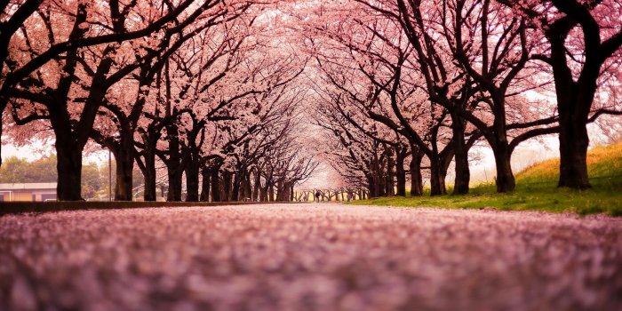 1920x1080 landscape, Cherry Blossom, Trees, Path, Nature Wallpapers HD