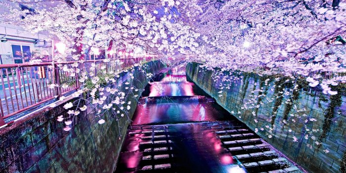 1920x1200 Anime Cherry Blossom Wallpaper Free Download - WallpaperAsk