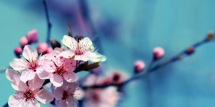 1920x1080 Cherry Blossom Desktop Wallpaper ·① WallpaperTag