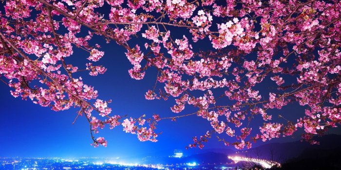 1920x1080 Tokyo Cherry Blossom Background (#491707) - HD Wallpaper Download