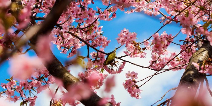 1920x1080 Cherry Blossom Desktop Wallpaper Group (68+)