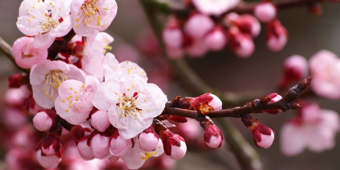 4032x2581 Inspirational Cherry Blossom Desktop Wallpaper | Wallpaper Collections