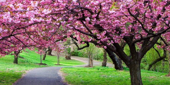 3840x2160 Sakura tree (Cherry Blossom) wallpapers 3840x2160 Ultra HD 4k