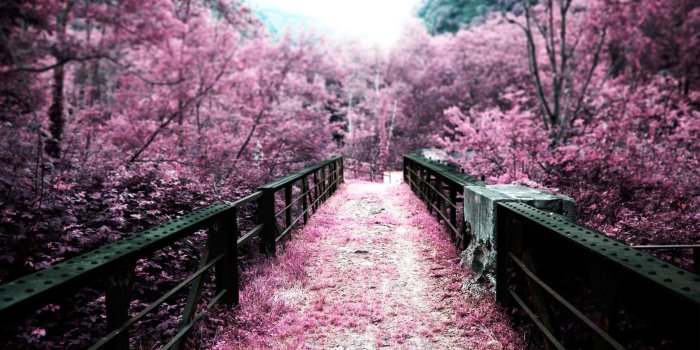 2560x1600 Cherry blossoms desktop wallpaper Gallery