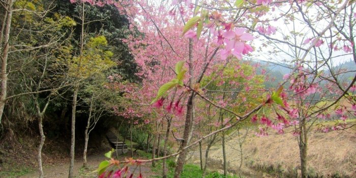 1920x1080 Cherry Blossom Tree Desktop Wallpaper - THIS Wallpaper