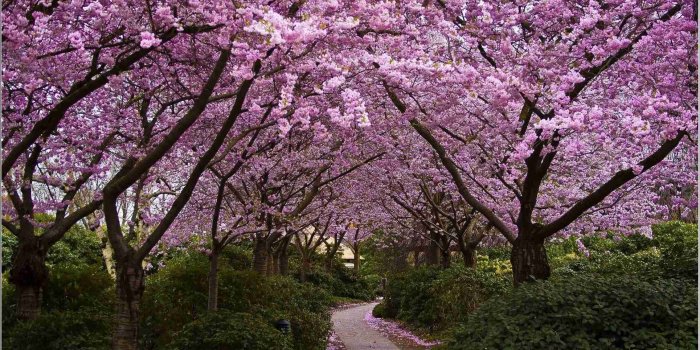 1929x1089 Cherry Blossom Wallpaper iPhone And Desktop Background - PicsBroker.com