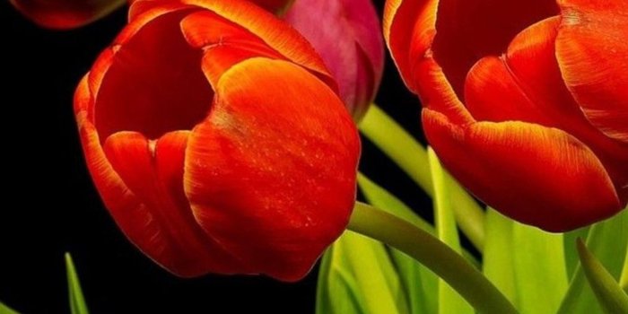 1013x1800 Red tulip flowers and black background HD mobile wallpaper - The