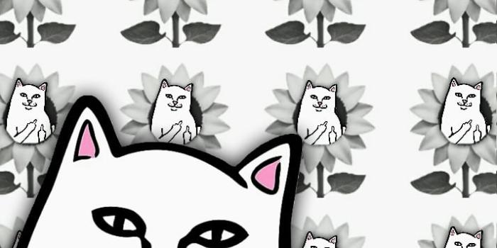 712x1266 Rip N Dip Png (#11671) - HD Wallpaper Download