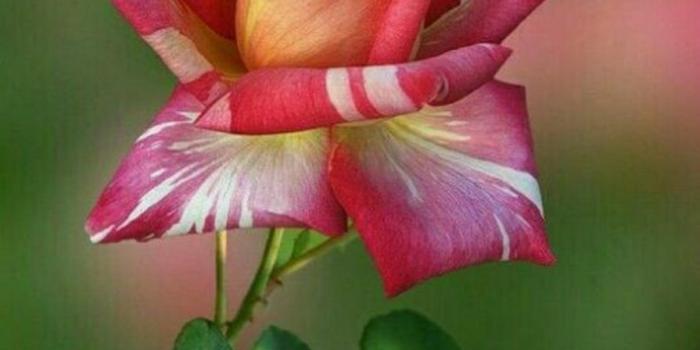 895x1024 Good Morning Images With Rose Flowers Hd Pictures And - Flowers Good