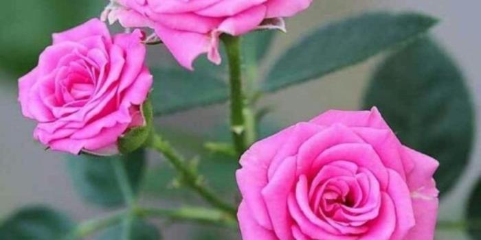 882x1024 55 Good Morning Rose Flowers Images Pictures With Romantic - Good