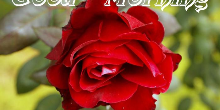 1920x1285 Good Morning Red Rose Cards For My Love, Friends - Best Good Morning
