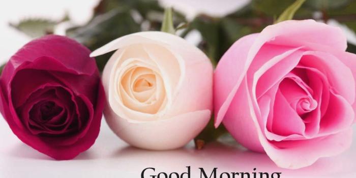1280x720 Flowers Good Morning Photo Pics Wallpaper Hd Download - Rose Good