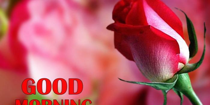 1600x1000 Good Morning Flowers Wallpaper Hd Flowers Healthy Rose - Hybrid Tea