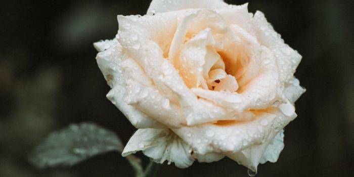 900x1600 White rose wallpaper | backrounds | Rose wallpaper, White roses