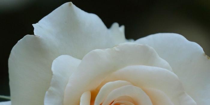 1242x2688 White rose, petals, hazy background 1242x2688 iPhone XS Max