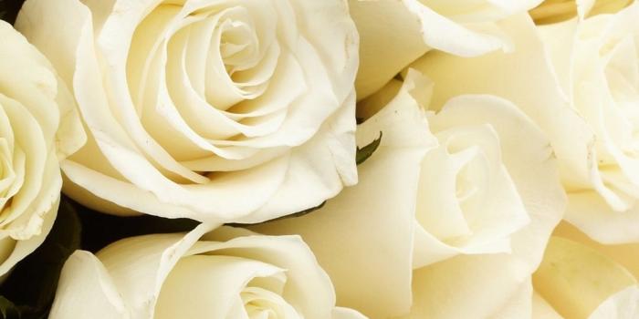 1080x1920 White roses, bouquet 1080x1920 iPhone 8/7/6/6S Plus wallpaper