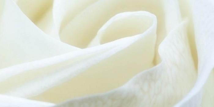 768x1280 White Rose ❤ 4K HD Desktop Wallpaper for 4K Ultra HD TV • Wide