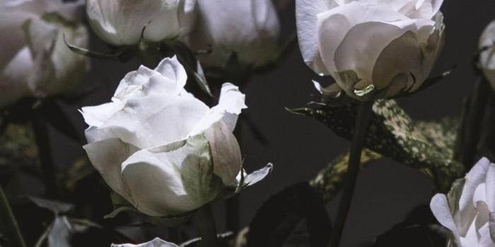 1125x2436 Download 1125x2436 wallpaper white roses, bouquet, portrait, iphone