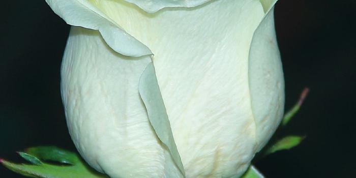 1125x2436 White Rose, Bud, Flower, Portrait, Wallpaper - Background For Iphone