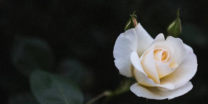 1125x2436 White Rose - Paris with me