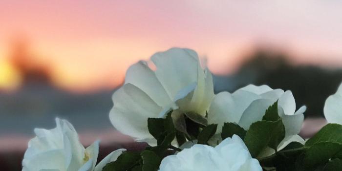 1350x2400 White Wild Rose Wallpapers