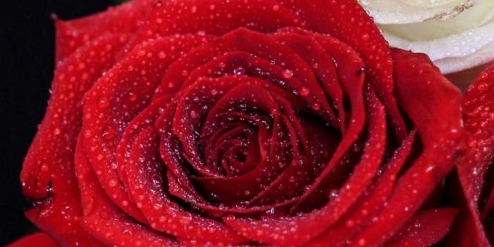 938x1668 Download wallpaper 938x1668 rose, bouquet, red, white, drop