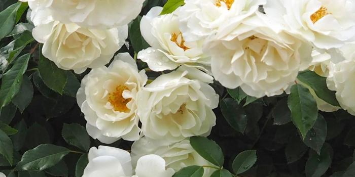 1080x1920 24 White Rose iPhone Wallpapers - WallpaperBoat