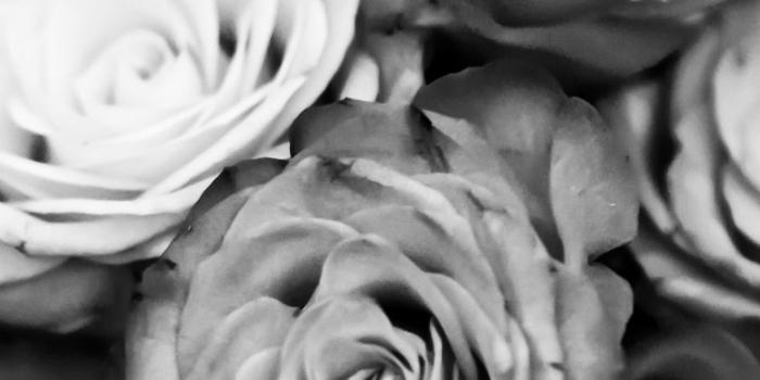 1080x1920 40+ Black and White Rose Wallpapers - Download at WallpaperBro