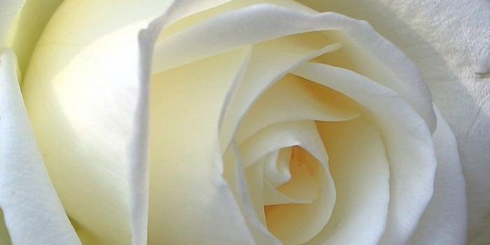 750x1334 White Rose iPhone Wallpapers - Top Free White Rose iPhone