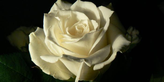 2304x1728 White Rose Wallpapers High Quality | Download Free