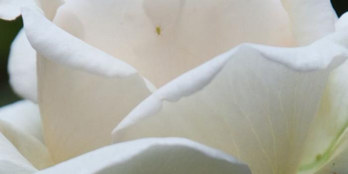 800x1200 Wallpaper Flower, White, Rose, Macro - White Rose With Water Drops